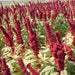 Amaranth Seeds,Elephant Head (Amaranth cruentus) Organic - Asian Vegetable - Caribbean garden seed