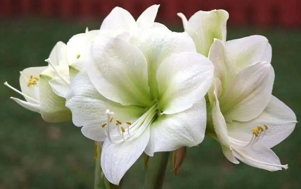 Amaryllis WHITE  (BULBS)   FLOWERS,GREAT GIFT - Caribbean garden seed