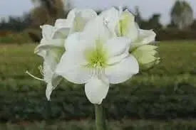 Amaryllis WHITE  (BULBS)   FLOWERS,GREAT GIFT - Caribbean garden seed