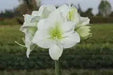 Amaryllis Peruvian Ice Queen(BULBS) FLOWERS,GREAT GIFT - Caribbean garden seed