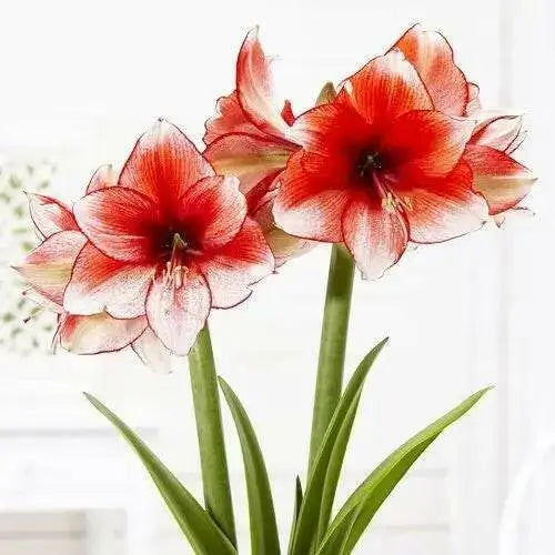 Amaryllis STARDUST ( BULB)  FLOWERS,GREAT GIFT - Caribbean garden seed