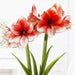 Amaryllis STARDUST ( BULB)  FLOWERS,GREAT GIFT - Caribbean garden seed