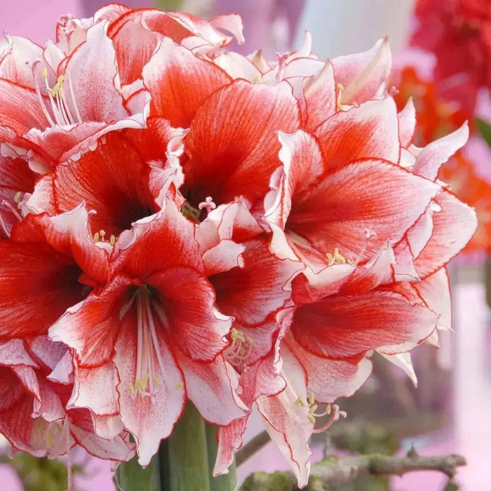 Amaryllis STARDUST ( BULB)  FLOWERS,GREAT GIFT - Caribbean garden seed