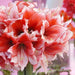 Amaryllis STARDUST ( BULB)  FLOWERS,GREAT GIFT - Caribbean garden seed