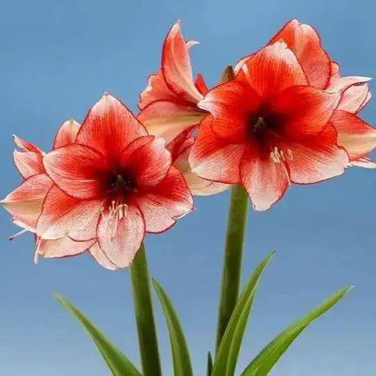 Amaryllis STARDUST ( BULB)  FLOWERS,GREAT GIFT - Caribbean garden seed