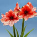 Amaryllis STARDUST ( BULB)  FLOWERS,GREAT GIFT - Caribbean garden seed