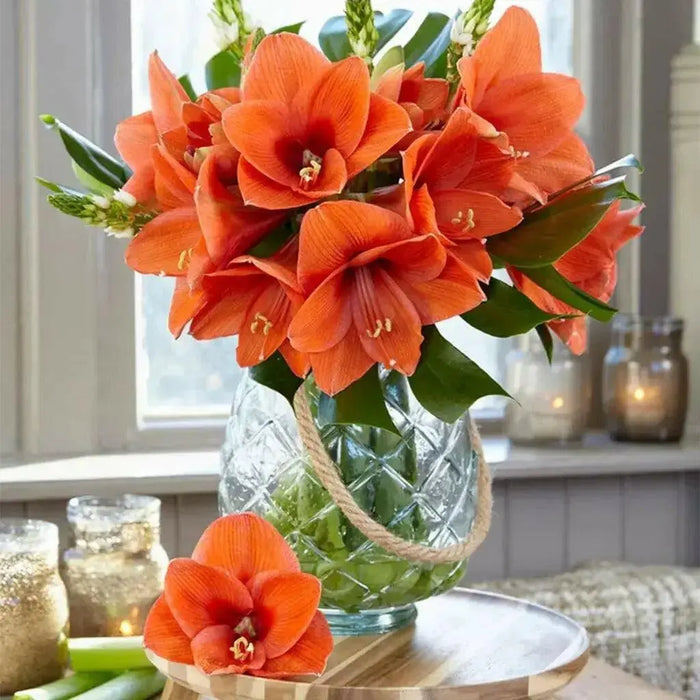 Amaryllis NARAJA (BULBS)  FLOWERS,GREAT GIFT - Caribbean garden seed