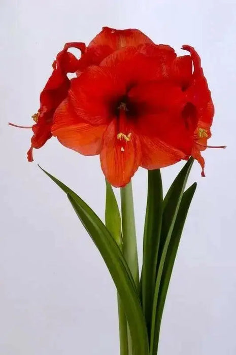 Amaryllis NARAJA (BULBS)  FLOWERS,GREAT GIFT - Caribbean garden seed