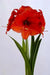 Amaryllis NARAJA (BULBS)  FLOWERS,GREAT GIFT - Caribbean garden seed