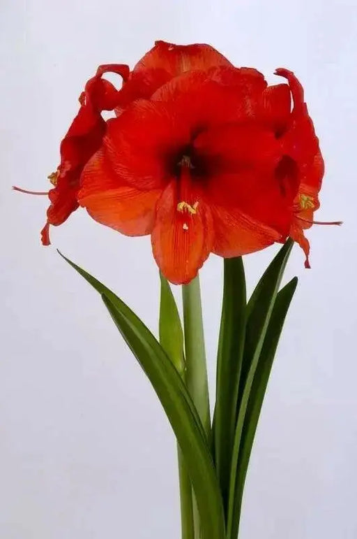 Amaryllis NARAJA (BULBS)  FLOWERS,GREAT GIFT - Caribbean garden seed