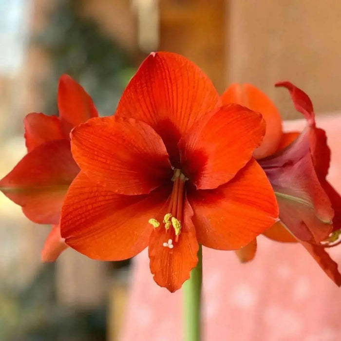 Amaryllis NARAJA (BULBS)  FLOWERS,GREAT GIFT - Caribbean garden seed