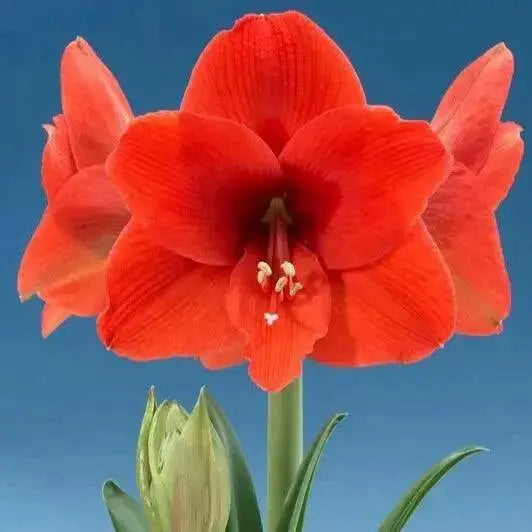 Amaryllis NARAJA (BULBS)  FLOWERS,GREAT GIFT - Caribbean garden seed