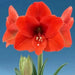 Amaryllis NARAJA (BULBS)  FLOWERS,GREAT GIFT - Caribbean garden seed