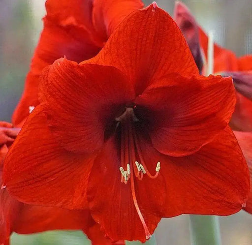 Amaryllis Olaf  (BULBS) DOUBLE  FLOWERS,GREAT GIFT - Caribbean garden seed