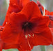 Amaryllis Olaf  (BULBS) DOUBLE  FLOWERS,GREAT GIFT - Caribbean garden seed