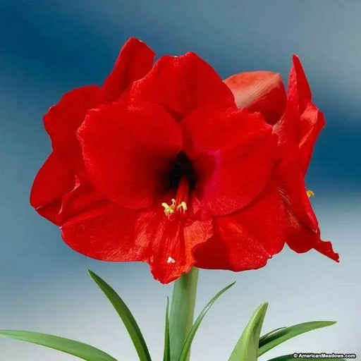 Amaryllis Olaf  (BULBS) DOUBLE  FLOWERS,GREAT GIFT - Caribbean garden seed
