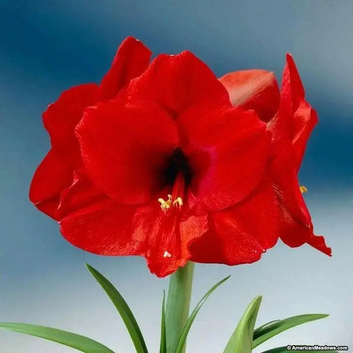 Amaryllis Olaf  (BULBS) DOUBLE  FLOWERS,GREAT GIFT - Caribbean garden seed