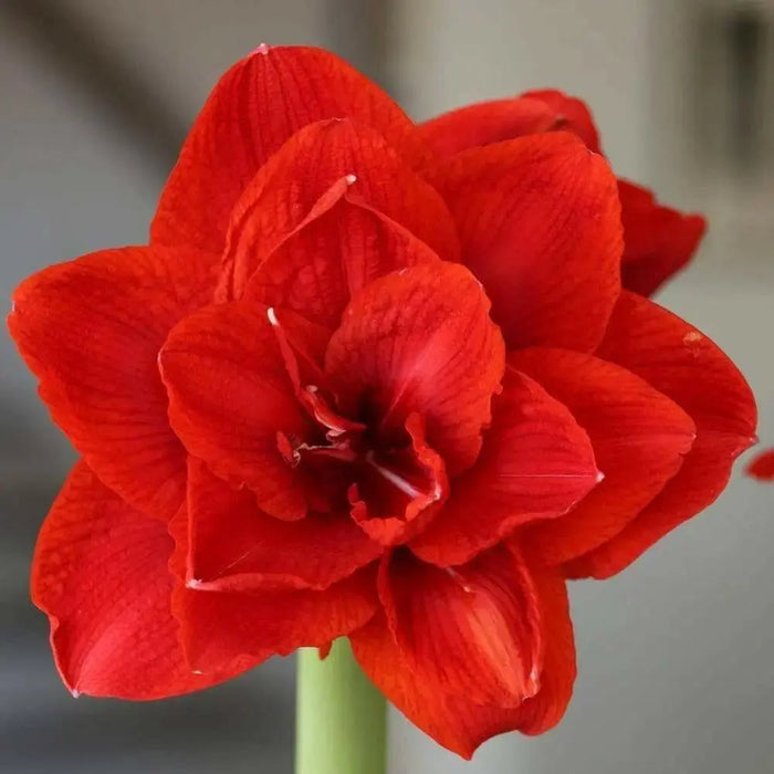 Amaryllis Olaf  (BULBS) DOUBLE  FLOWERS,GREAT GIFT - Caribbean garden seed