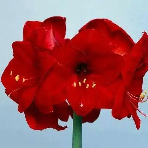 Amaryllis Olaf  (BULBS) DOUBLE  FLOWERS,GREAT GIFT - Caribbean garden seed