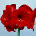 Amaryllis Olaf  (BULBS) DOUBLE  FLOWERS,GREAT GIFT - Caribbean garden seed