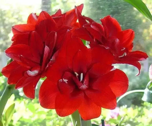 Amaryllis RED  Peacock, bulbs, Great Gift Item - Caribbean garden seed