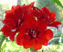 Amaryllis RED  Peacock, bulbs, Great Gift Item - Caribbean garden seed