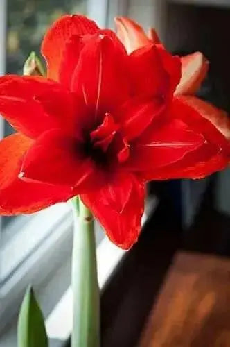 Amaryllis RED  Peacock, bulbs, Great Gift Item - Caribbean garden seed
