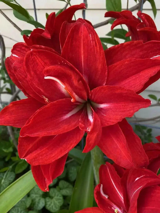 Amaryllis RED  Peacock, bulbs, Great Gift Item - Caribbean garden seed