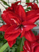 Amaryllis RED  Peacock, bulbs, Great Gift Item - Caribbean garden seed