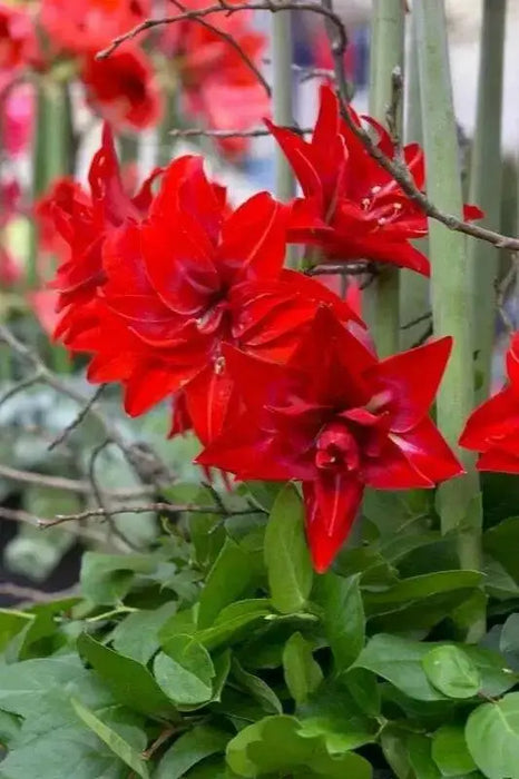 Amaryllis RED  Peacock, bulbs, Great Gift Item - Caribbean garden seed