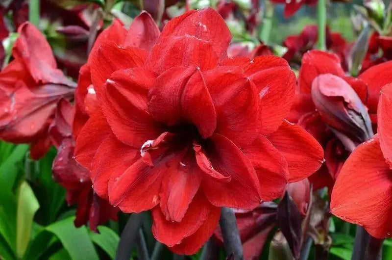 Amaryllis ‘Double King’ (BULBS)  FLOWERS,GREAT GIFT - Caribbean garden seed