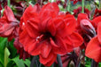 Amaryllis ‘Double King’ (BULBS)  FLOWERS,GREAT GIFT - Caribbean garden seed