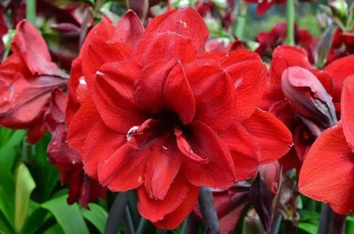 Amaryllis ‘Double King’ (BULBS)  FLOWERS,GREAT GIFT - Caribbean garden seed