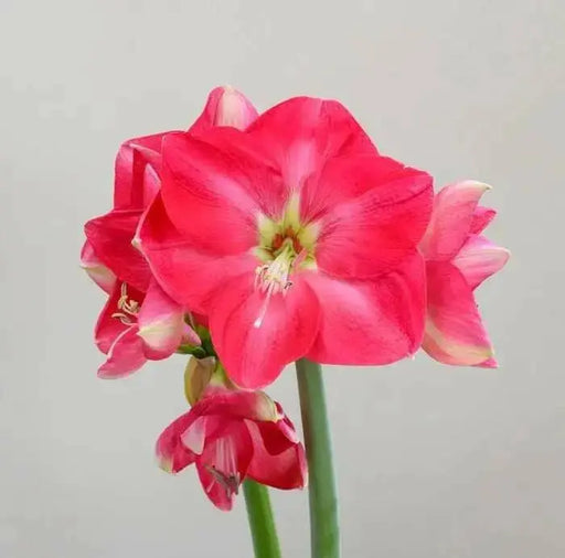 Amaryllis ‘CANDY QUEEN ( BULB)  FLOWERS,GREAT GIFT - Caribbean garden seed