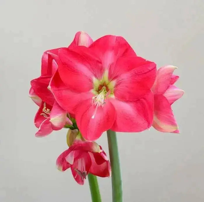 Amaryllis ‘CANDY QUEEN ( BULB)  FLOWERS,GREAT GIFT - Caribbean garden seed