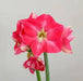 Amaryllis ‘CANDY QUEEN ( BULB)  FLOWERS,GREAT GIFT - Caribbean garden seed