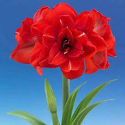 Amaryllis ‘Double King’ (BULBS)  FLOWERS,GREAT GIFT - Caribbean garden seed