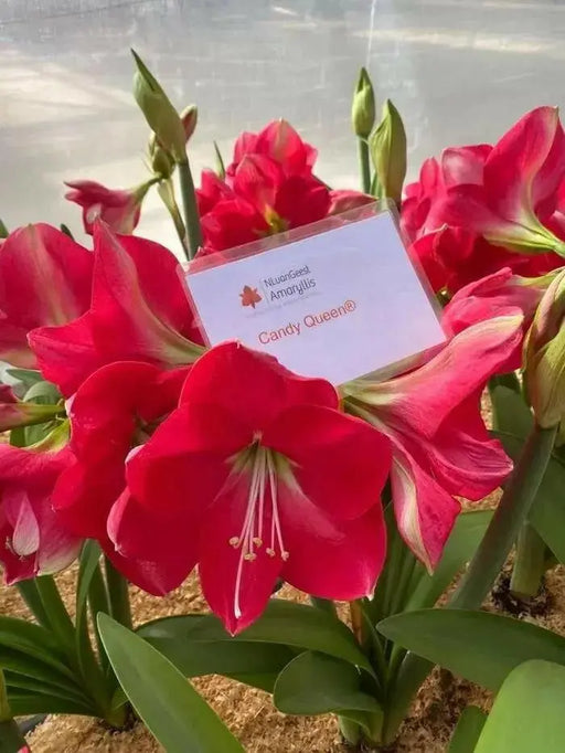 Amaryllis ‘CANDY QUEEN ( BULB)  FLOWERS,GREAT GIFT - Caribbean garden seed