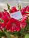 Amaryllis ‘CANDY QUEEN ( BULB)  FLOWERS,GREAT GIFT - Caribbean garden seed