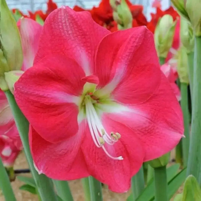 Amaryllis ‘CANDY QUEEN ( BULB)  FLOWERS,GREAT GIFT - Caribbean garden seed