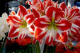 Amaryllis Spartacus, bulbs, Great Gift Item - Caribbean garden seed