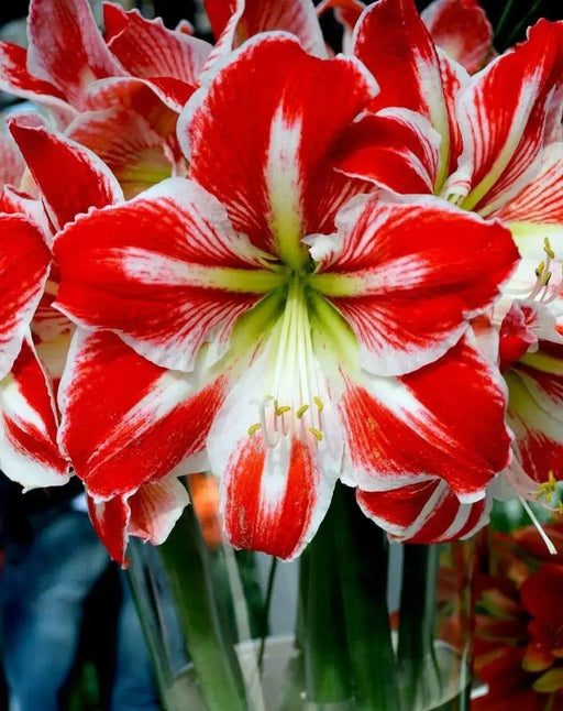 Amaryllis Spartacus, bulbs, Great Gift Item - Caribbean garden seed