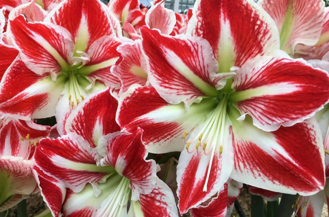 Amaryllis Spartacus, bulbs, Great Gift Item - Caribbean garden seed