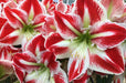 Amaryllis Spartacus, bulbs, Great Gift Item - Caribbean garden seed