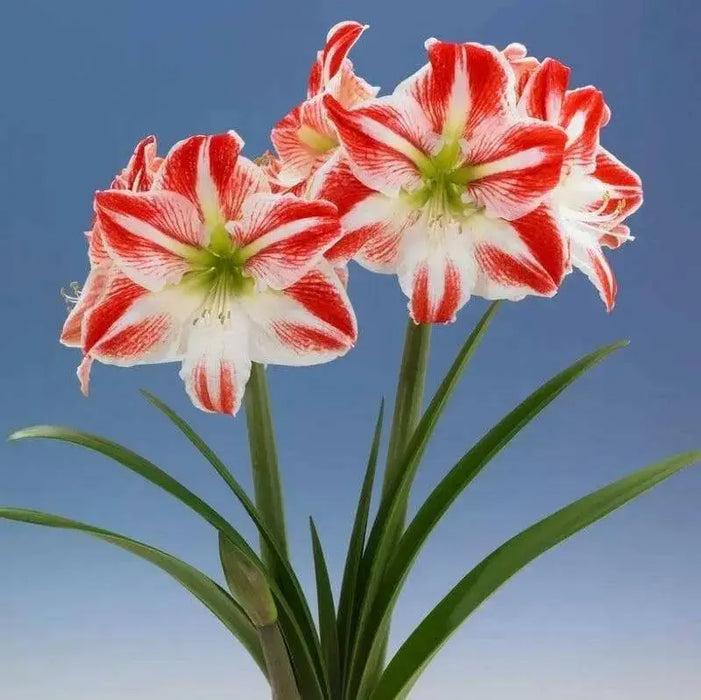 Amaryllis Spartacus, bulbs, Great Gift Item - Caribbean garden seed
