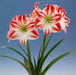 Amaryllis Spartacus, bulbs, Great Gift Item - Caribbean garden seed