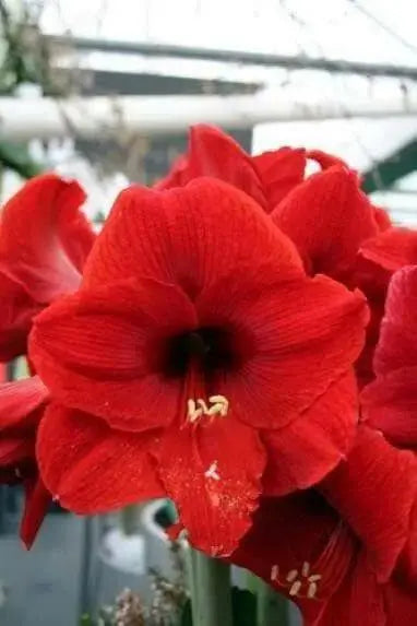 Amaryllis Peruvian Red HEART -(BULBS) DOUBLE  FLOWERS,GREAT GIFT - Caribbean garden seed