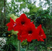 Amaryllis Peruvian Red HEART -(BULBS) DOUBLE  FLOWERS,GREAT GIFT - Caribbean garden seed