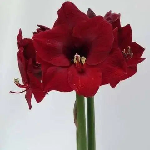 Amaryllis Peruvian Red HEART -(BULBS) DOUBLE  FLOWERS,GREAT GIFT - Caribbean garden seed