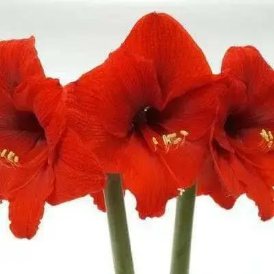 Amaryllis Peruvian Red HEART -(BULBS) DOUBLE  FLOWERS,GREAT GIFT - Caribbean garden seed